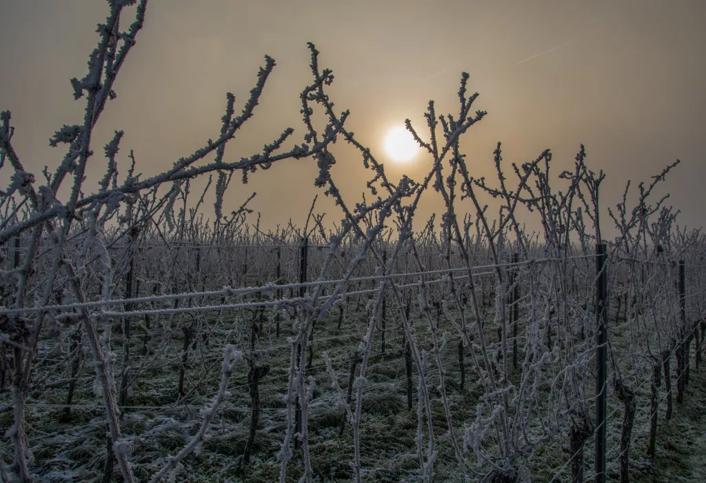 Winter in den Weinbergen