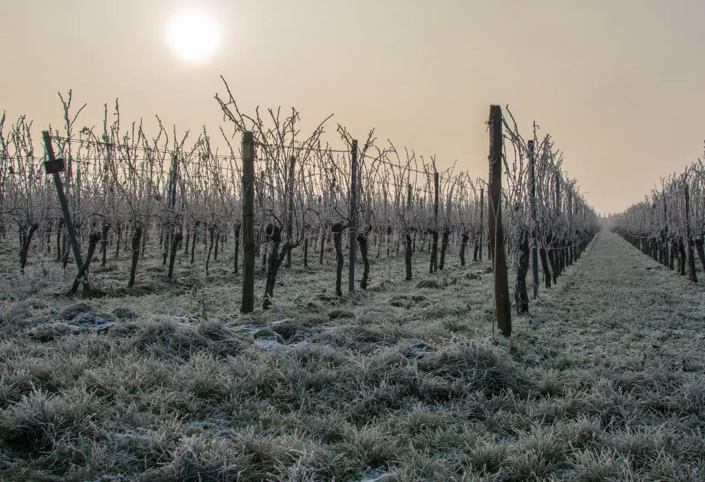 Weinreben Winter