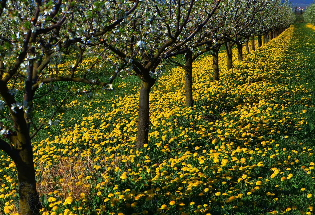 Apfelblüte mit Löwenzahn