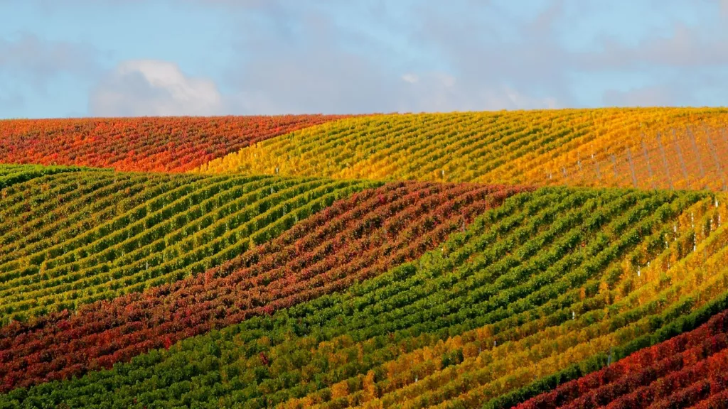 Rieslingwelle Ostmann