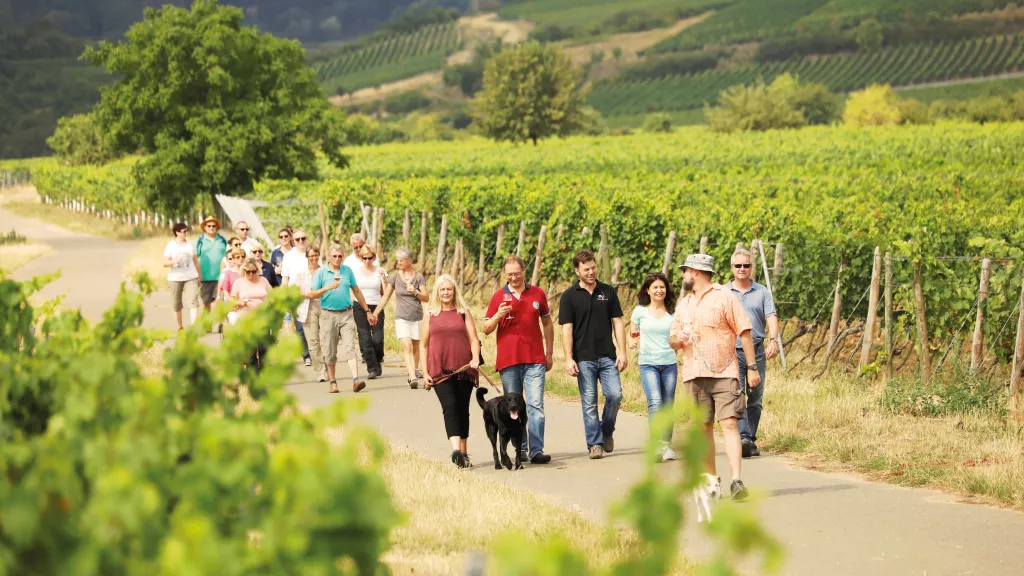 Wanderer im Weinberg