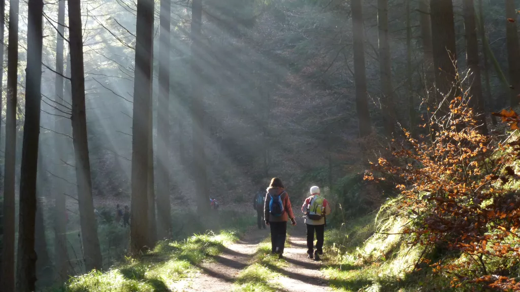 Wanderer im Pfälzerwald