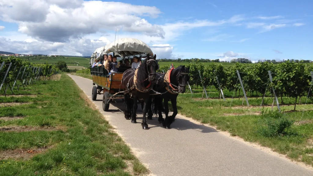 Planwagen in den Weinbergen