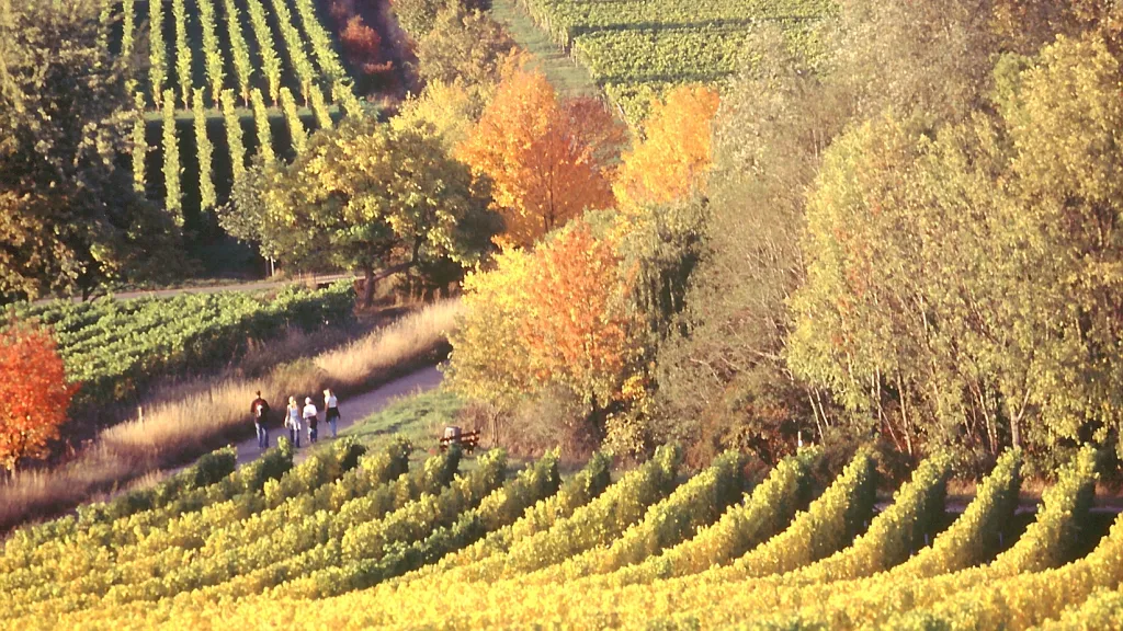 Wanderer in den herbstlichen Weinbergen