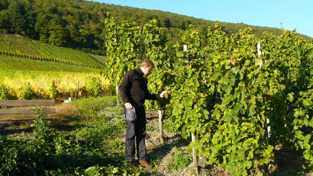 Winzer im Weinberg