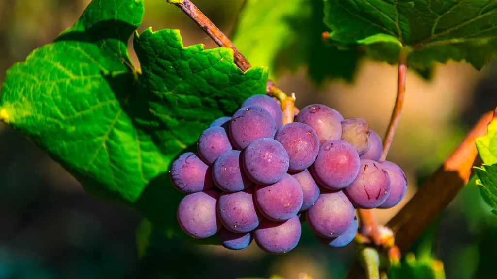 Weintraube am Rebstock