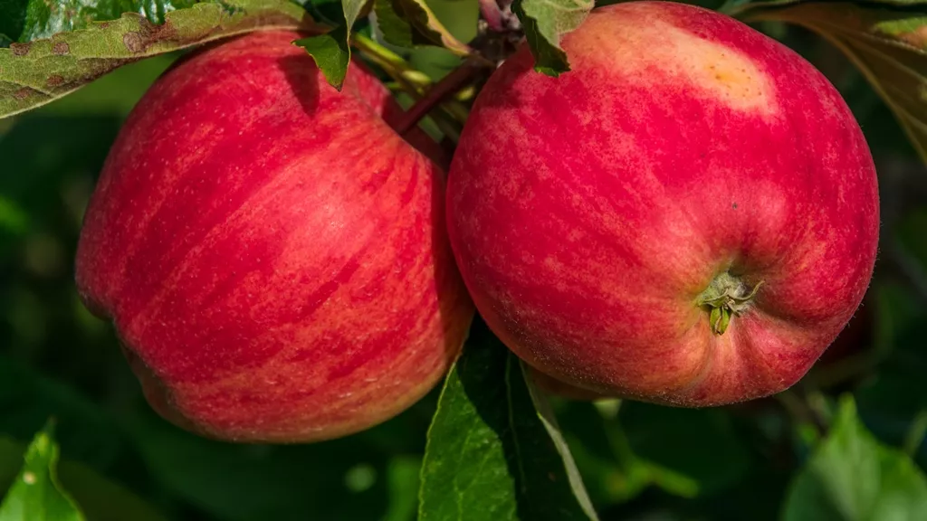 zwei Äpfel am Baum