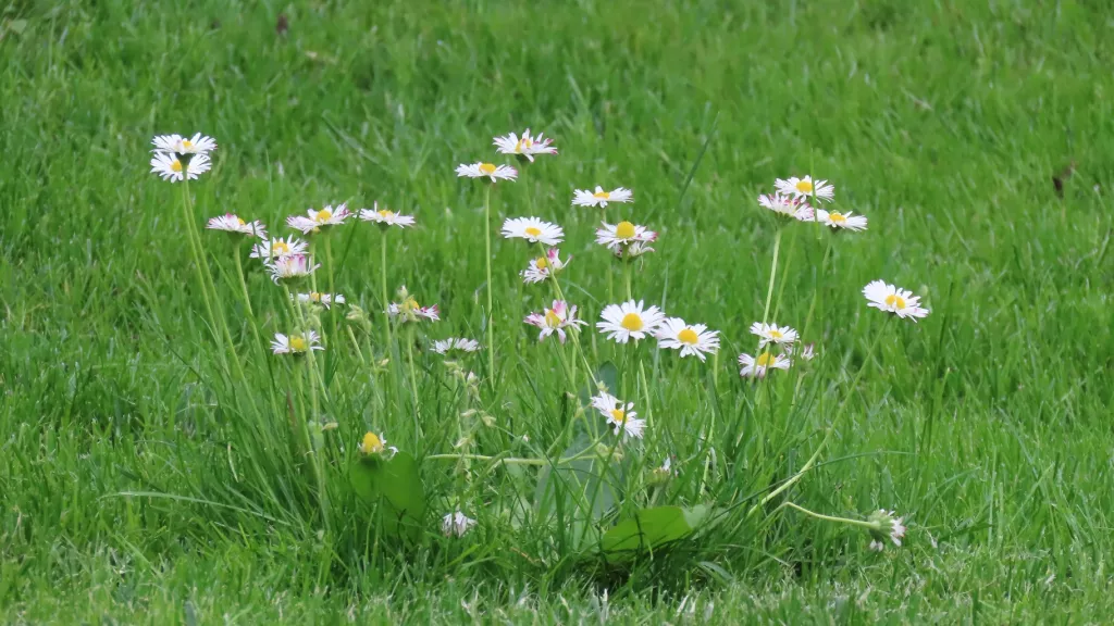 Gänseblümchen