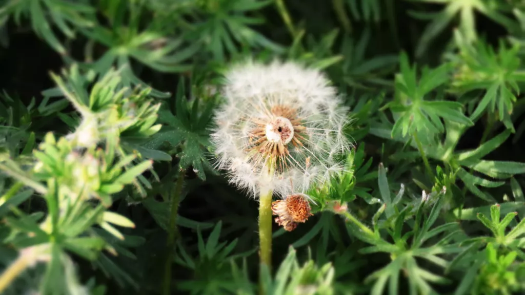 Pusteblume