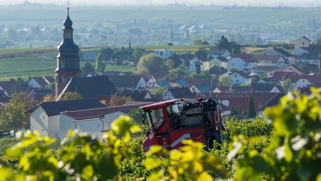 Vollernter in den Weinbergen über Kallstadt