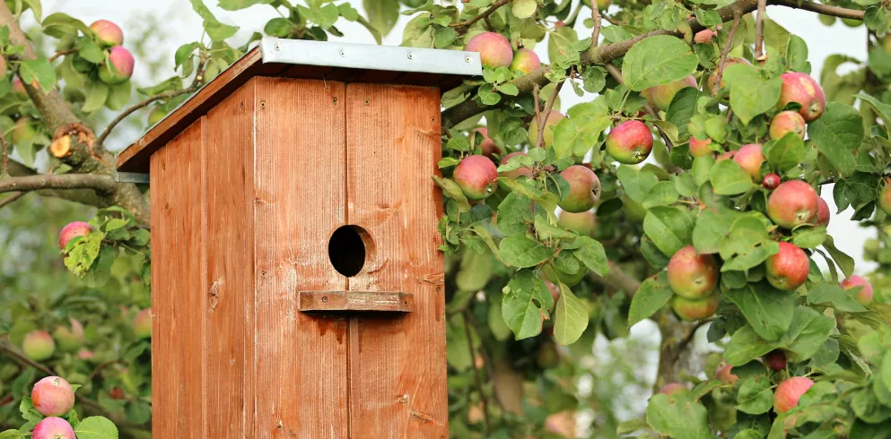 Vogelhäuschchen