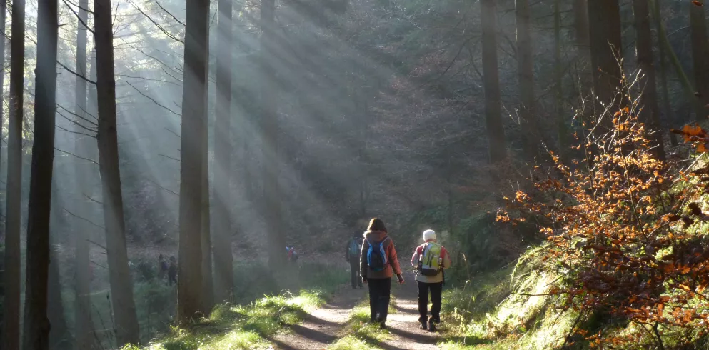 Wanderer im Pfälzerwald