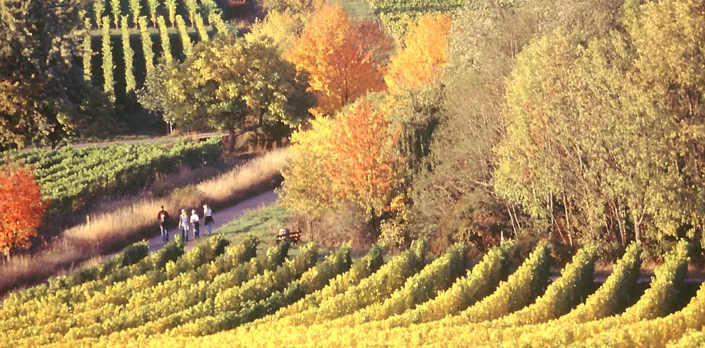 Wanderer in den herbstlichen Weinbergen