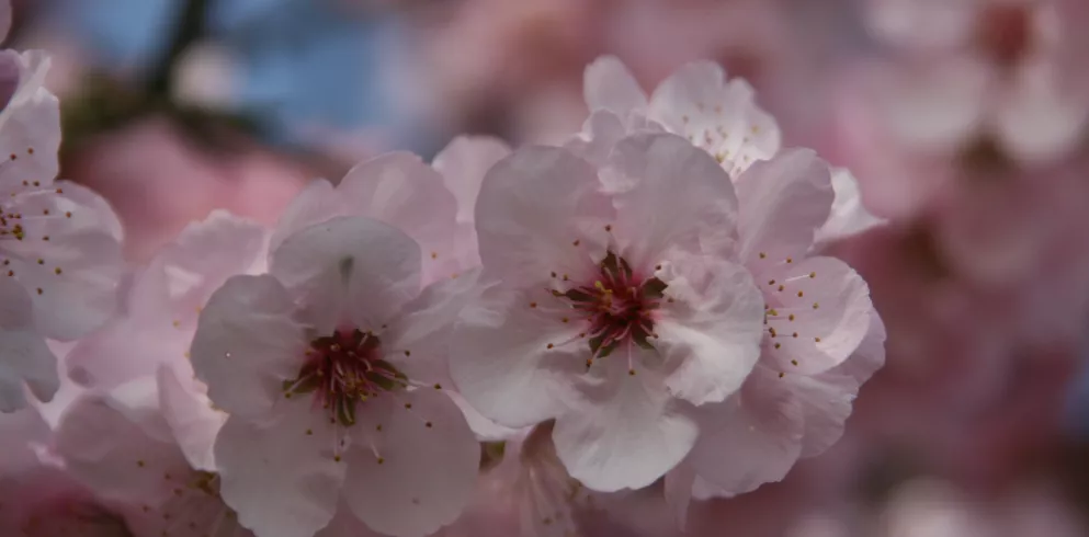 Mandelblüte