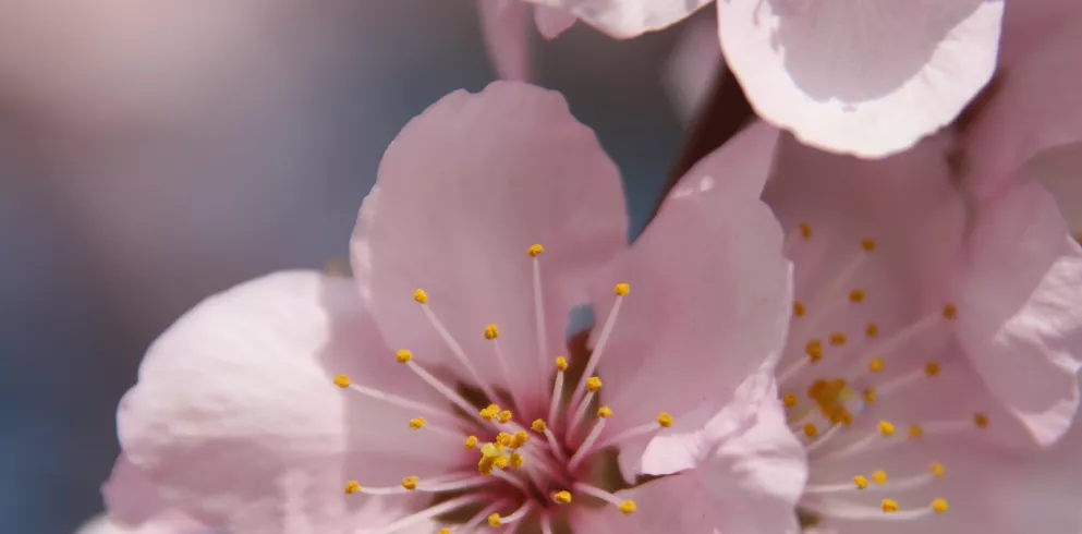 Mandelblüte