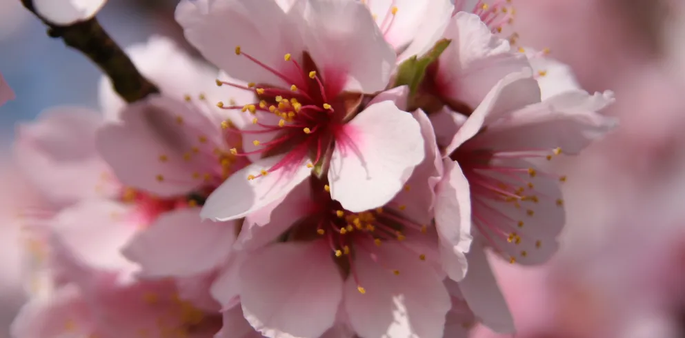 Mandelblüte