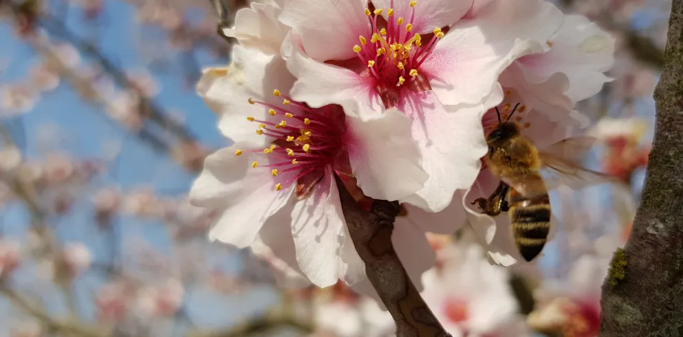 Mandelblüte mit Biene