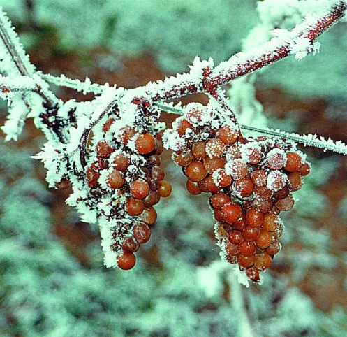 Trauben im Winter