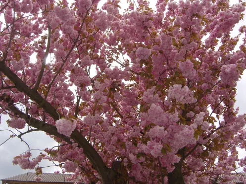 Baumblüte im Frühjahr in der Urlaubsregion Freinsheim