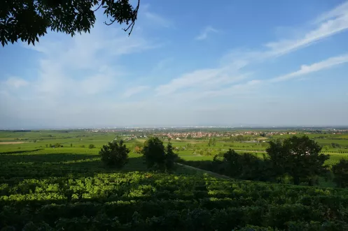 Blick vom Schlossgarten Herxheim in die Rheinebene