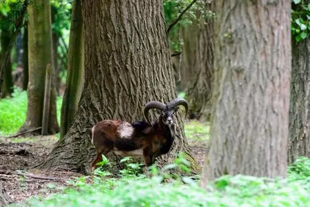 Wildpark Rheingönnheim