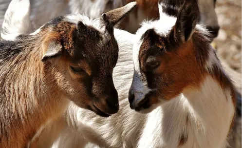 Tierpark Birkenheide