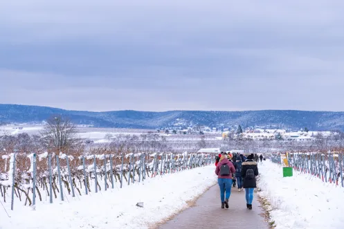 Weinpilgerung im Winter (© CC-BY Pfalz.Touristik e.V., Heimatlichter GmbH) Weinpilgern im Winter