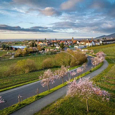 Eine malerische Landschaft mit blühenden Bäumen und sanften Hügeln. Im Hintergrund ist ein idyllisches Dorf und Weinberge zu sehen.