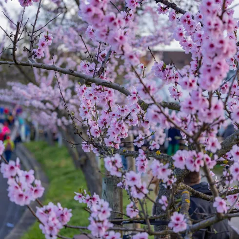 Blühende Kirschbäume mit pinken Blüten vor einer belebten Straße. Menschen flanieren in der Nähe und genießen die Frühlingsatmosphäre.