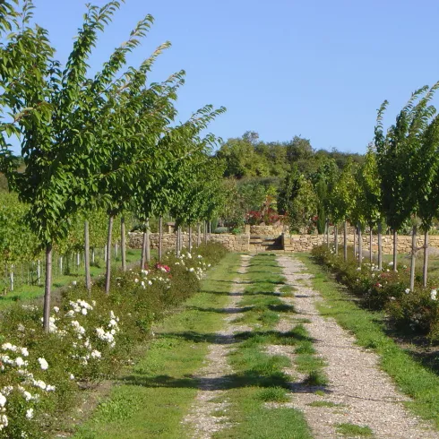 Freinsheim - Weinbergsgarten Baumallee (© Reibold)