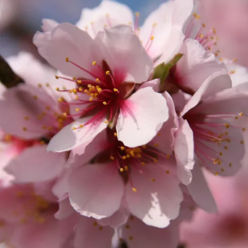 Mandelblüte (© Urlaubsregion Freinsheim)