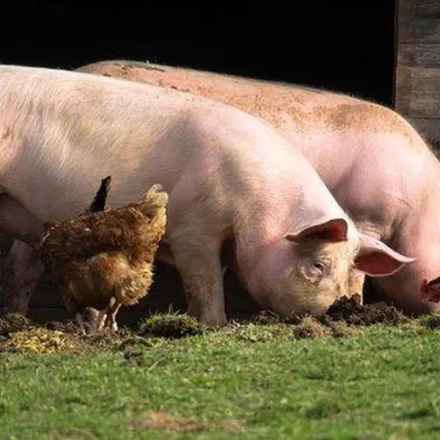 Schweine u. Hühner (© Pixabay)