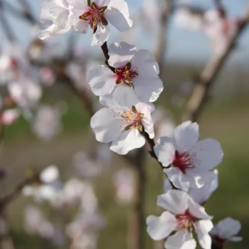 Blütenzweig mit pinken und weißen Blüten vor unscharfem Hintergrund. Die Szene vermittelt einen frischen und frühlingshaften Eindruck.