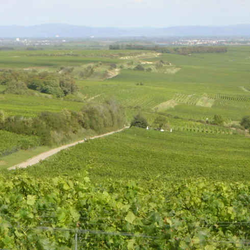 Weinhopping (© Urlaubsregion Freinsheim)