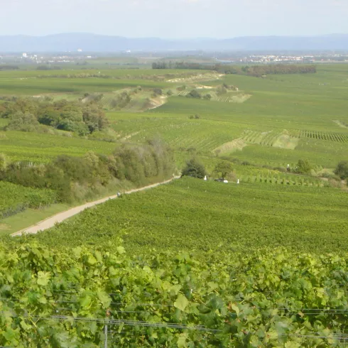 Weinhopping (© Urlaubsregion Freinsheim) Weinhopping (© Urlaubsregion Freinsheim)
