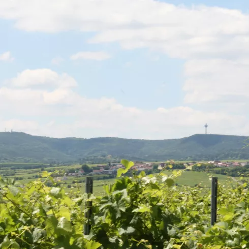 Blick auf die herrlichen Weinberge (© Urlaubsregion Freinsheim - E. Metzger)