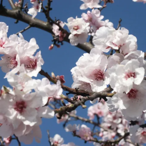 Der Mandelbaum mit geblühten Mandelblüten.