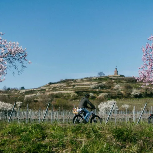 Drei Radfahrer fahren entlang einer grünen Wiese mit blühenden Kirschbäumen. Im Hintergrund ist ein bewaldeter Hügel mit einer kleinen Kapelle zu sehen.