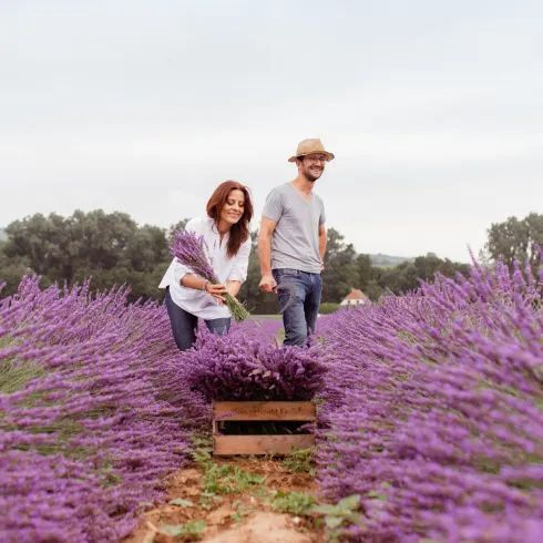 Ein Paar erntet frische Lavendelblüten in einem blühenden Lavendelfeld. Die lila Blumen erstrecken sich weit in den Hintergrund.