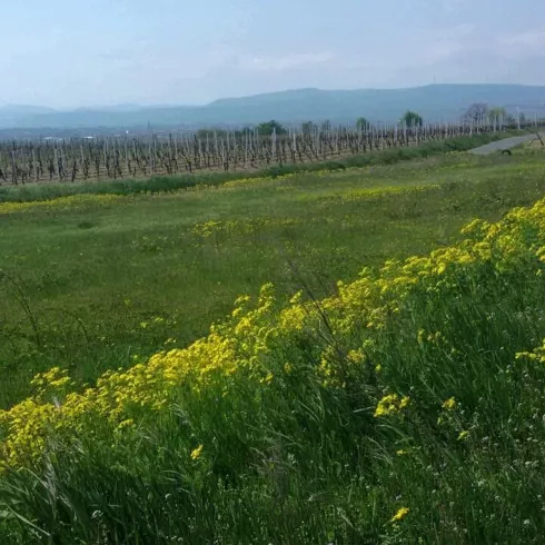 Aussichtspunkt Sandhasenweg 1 (© Urlaubsregion Freinsheim)