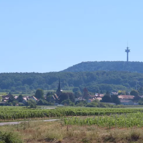Ansicht auf Weisenheim am Berg (© Urlaubsregion Freinsheim - E. Metzger) Ansicht auf Weisenheim am Berg (© Urlaubsregion Freinsheim - E. Metzger)