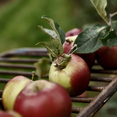 Äpfel auf Ernteschlitten