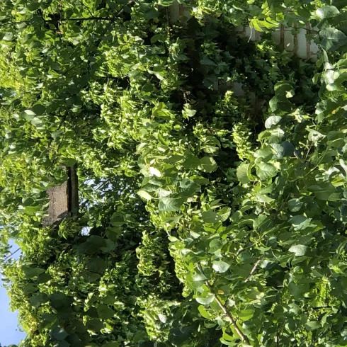 Alte Kalkmühle Kallstadt (© Urlaubsregion Freinsheim)