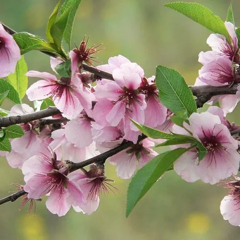 rosa Mandelblüte (© Urlaubsregion Freinsheim) rosa Mandelblüte (© Urlaubsregion Freinsheim)