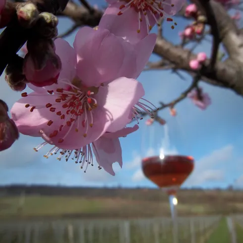 Ein rosa Mandelblütenzweig und ein Glas Wein