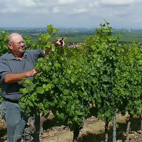 Winzermeister Robert Anthon bei der Arbeit zwischen den Weinreben.
