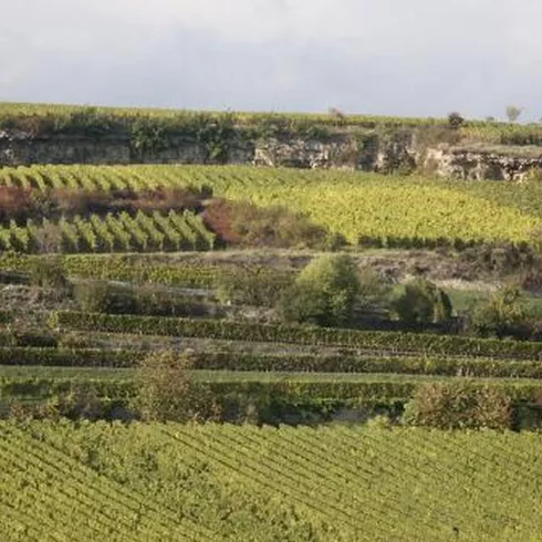 Weinlage Saumagen (© Urlaubsregion Freinsheim) Weinlage Saumagen (© Urlaubsregion Freinsheim)