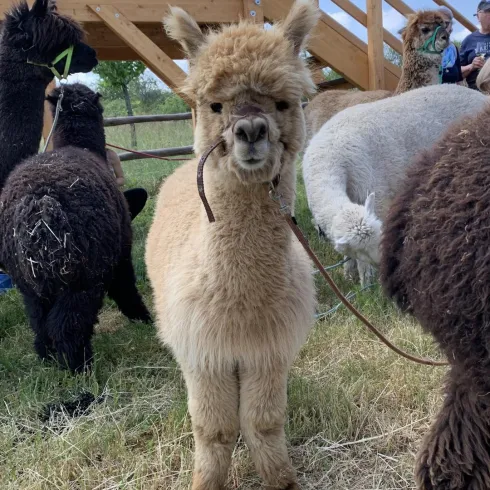 Eine Wiese voller Alpakas,im Vordergrund steht ein braunes Alpaka, das einen Leine im Mund hält und in die Kamera schaut.