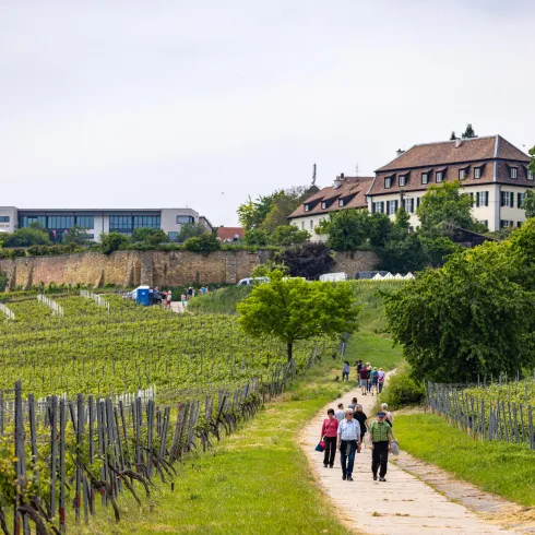 Wanderer auf dem Wanderweg Himmelreich zur Kulinarischren Wanderung Herxheim am Berg