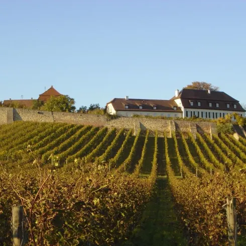 Eine Landschaft aus Weinbergen und im Hintergrund steht ein Haus.